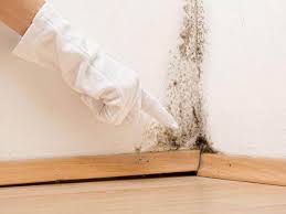 Trusted Seymour, WI Mold Inspection Experts